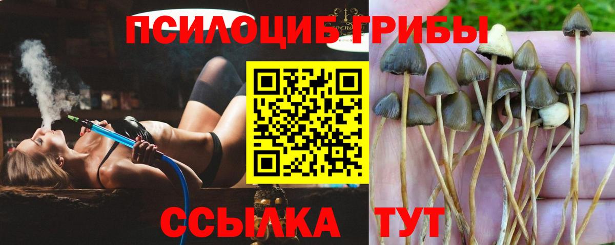 Псилоцибиновые грибы GOLDEN TEACHER Надым